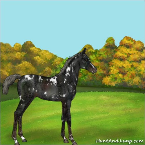 Horse Color:White Spotted Liver Chestnut Ice Mushroom Sabino Rabicano 