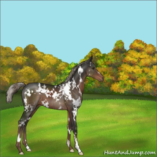 Horse Color:White Spotted Liver Chestnut Mushroom 