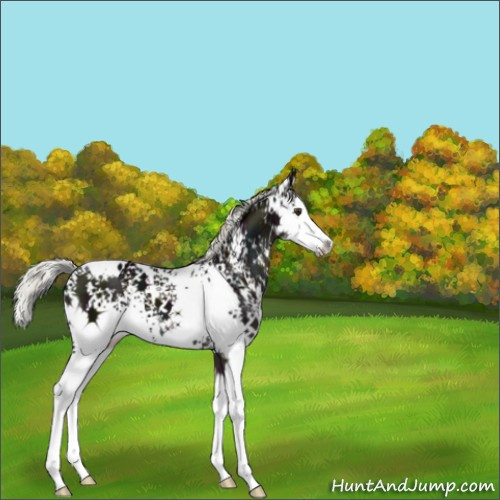 Horse Color:White Spotted Midnight Liver Chestnut Mushroom Splash 