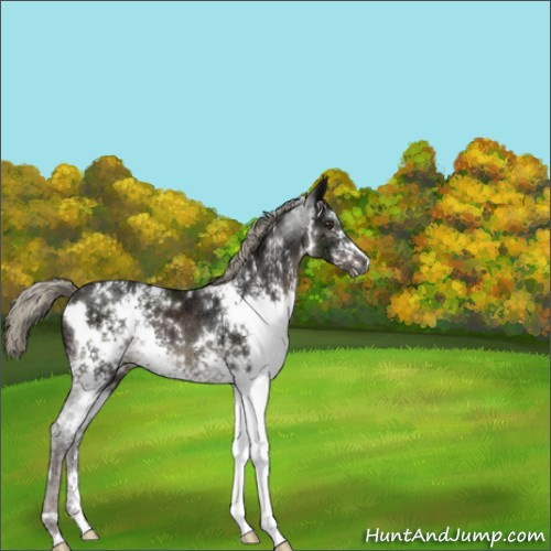 Horse Color:White Spotted Liver Chestnut Ice Mushroom Rabicano 