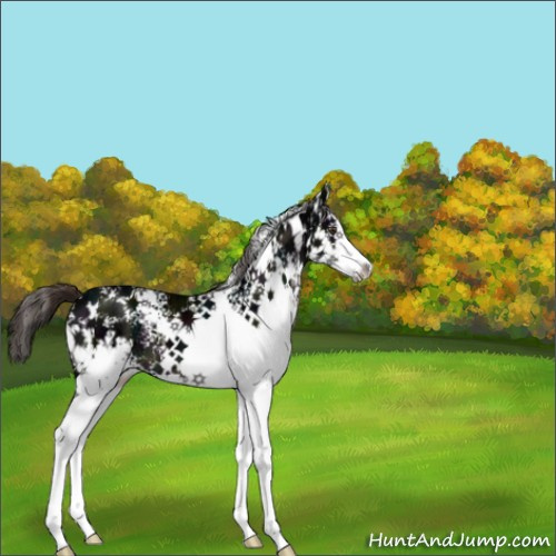 Horse Color:White Spotted Midnight Liver Chestnut Ice Splash 