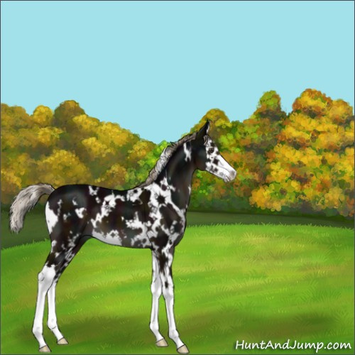 Horse Color:White Spotted Midnight Liver Chestnut Splash 