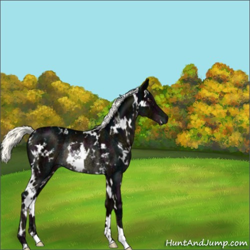 Horse Color:White Spotted Midnight Liver Chestnut Ice Mushroom Rabicano 
