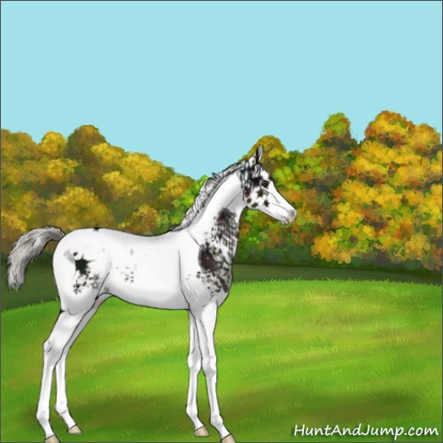 Horse Color:White Spotted Midnight Liver Chestnut Mushroom Splash Tobiano 