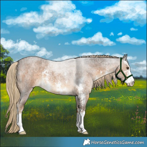 Horse Color:Chocolate Palomino Roan Sabino 