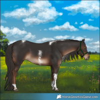 Horse Color:Liver Chestnut Sabino Tobiano Rabicano