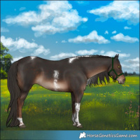 Horse Color:Liver Chestnut Sabino Tobiano Rabicano 