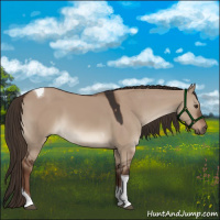 Horse Color:Liver Red Dun Tobiano 