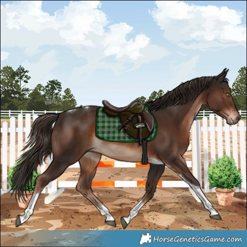 Horse Color:Liver Chestnut Tobiano 