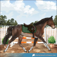 Horse Color:Liver Chestnut Tobiano
