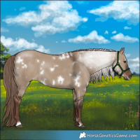 Horse Color:White Spotted Liver Red Dun 