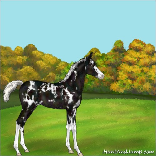 Horse Color:White Spotted Midnight Liver Chestnut Ice Mushroom Splash 