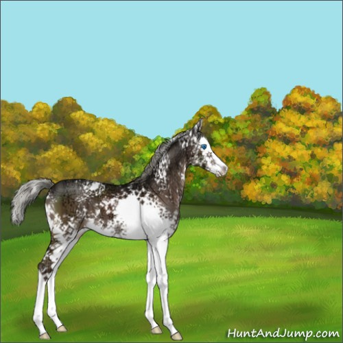 Horse Color:White Spotted Liver Chestnut Ice Mushroom Splash 