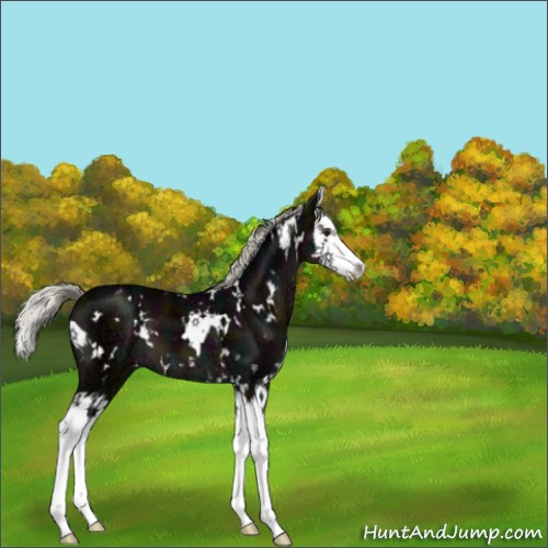 Horse Color:White Spotted Midnight Liver Chestnut Ice Mushroom Splash 