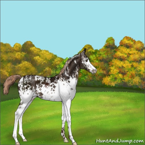 Horse Color:White Spotted Liver Chestnut Ice 