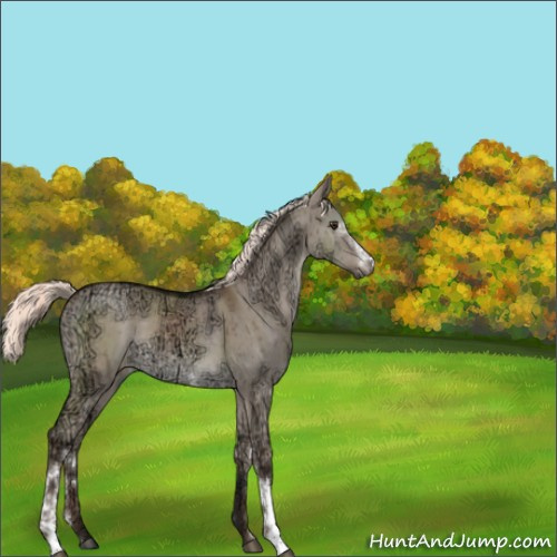 Horse Color:White Spotted Liver Red Dun Ice Mushroom Brindle 