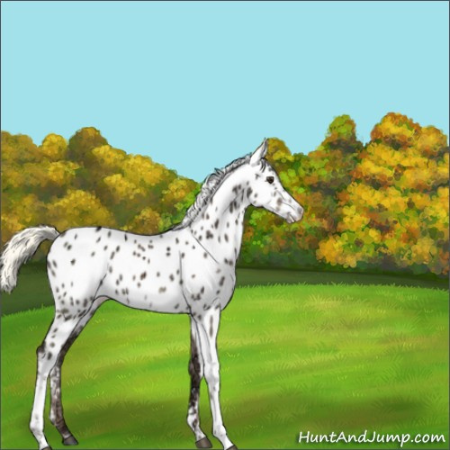 Horse Color:White Spotted Liver Red Dun Ice Mushroom Appaloosa Brindle 
