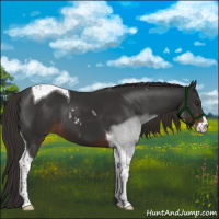 Horse Color:Liver Chestnut Sabino Tobiano