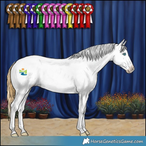 Horse Color:Buckskin Dun Splash Tobiano Frame Appaloosa Rabicano 