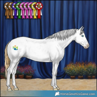 Horse Color:Buckskin Dun Splash Tobiano Frame Appaloosa Rabicano 