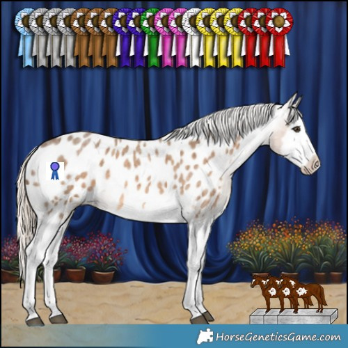 Horse Color:Chocolate Palomino Roan Splash Frame Appaloosa Rabicano 
