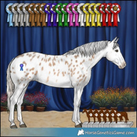 Horse Color:Chocolate Palomino Roan Splash Frame Appaloosa Rabicano