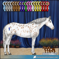 Horse Color:Chocolate Palomino Roan Splash Frame Appaloosa Rabicano 