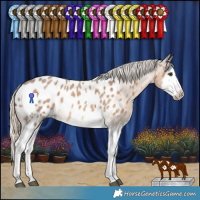 Horse Color:Chocolate Palomino Roan Splash Frame Appaloosa Rabicano