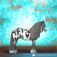 Horse Color:Black Near Leopard 