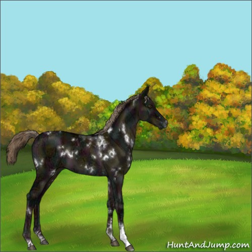Horse Color:White Spotted Midnight Liver Red Dun Ice Tobiano Rabicano 