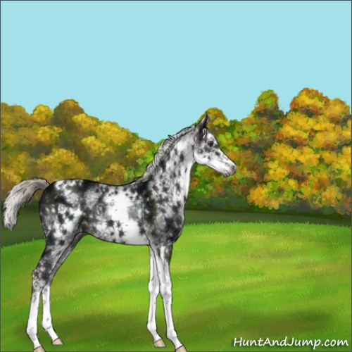 Horse Color:Gray White Spotted Midnight Liver Chestnut Mushroom Splash Rabicano 