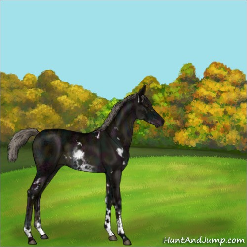 Horse Color:White Spotted Midnight Liver Red Dun Ice Mushroom 