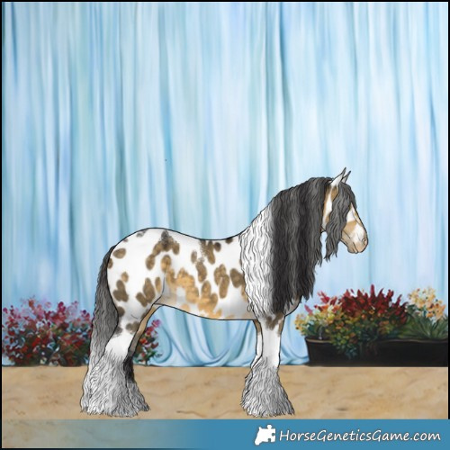 Horse Color:Buckskin Dun Tobiano Appaloosa 