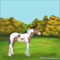 Horse Color:Buckskin Tobiano 