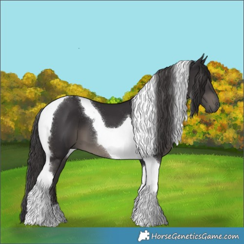 Horse Color:Smoky Black Tobiano 