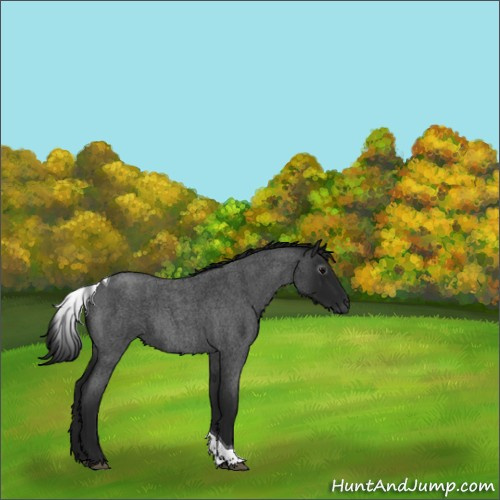 Horse Color:Gray Blue Roan Tobiano 