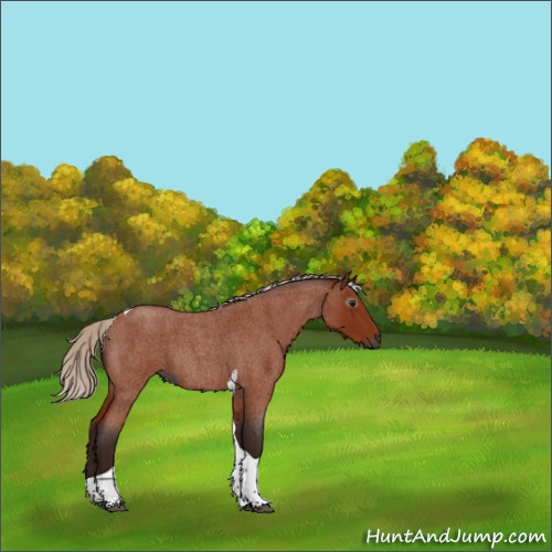 Horse Color:Gray Silver Bay Roan Tobiano 