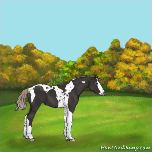 Horse Color:Gray Silver Black Splash Tobiano 