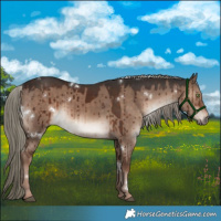 Horse Color:White Spotted Liver Red Dun Mushroom Rabicano Brindle