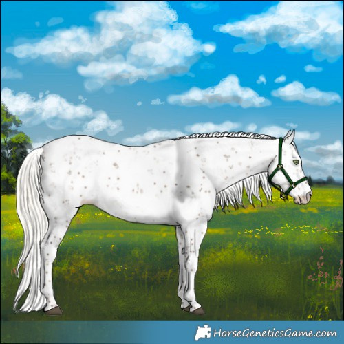 Horse Color:Liver Red Dun Mushroom Sabino Rabicano 