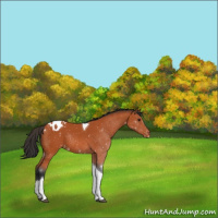 Horse Color:Bay Tobiano Appaloosa Rabicano 