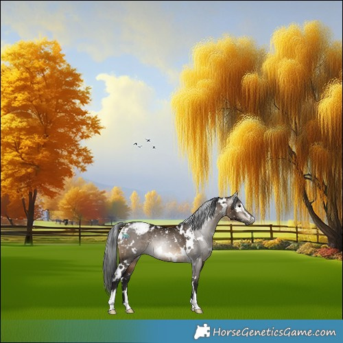 Horse Color:Gray White Spotted Brown Dun Sabino Appaloosa Rabicano 
