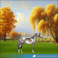 Horse Color:Gray White Spotted Brown Dun Sabino Snowflake VarnishRabicano 