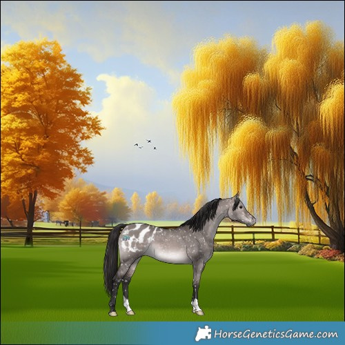 Horse Color:Gray Platinum Bay Dun Appaloosa