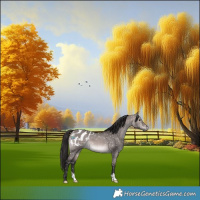 Horse Color:Gray Platinum Bay Dun Appaloosa 