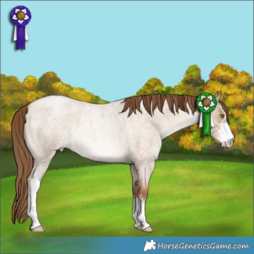 Horse Color:Liver Red Dun Roan Pearl Sabino Rabicano Brindle 