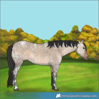 Horse Color:Brown Ice Dun
