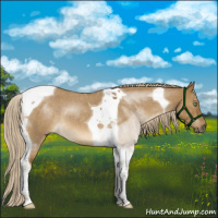 Horse Color:Chocolate Palomino Roan Dun Mushroom Tobiano