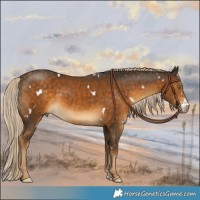 Horse Color:White Spotted Chocolate Palomino Sabino 