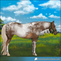 Horse Color:Chocolate Palomino Tobiano 
